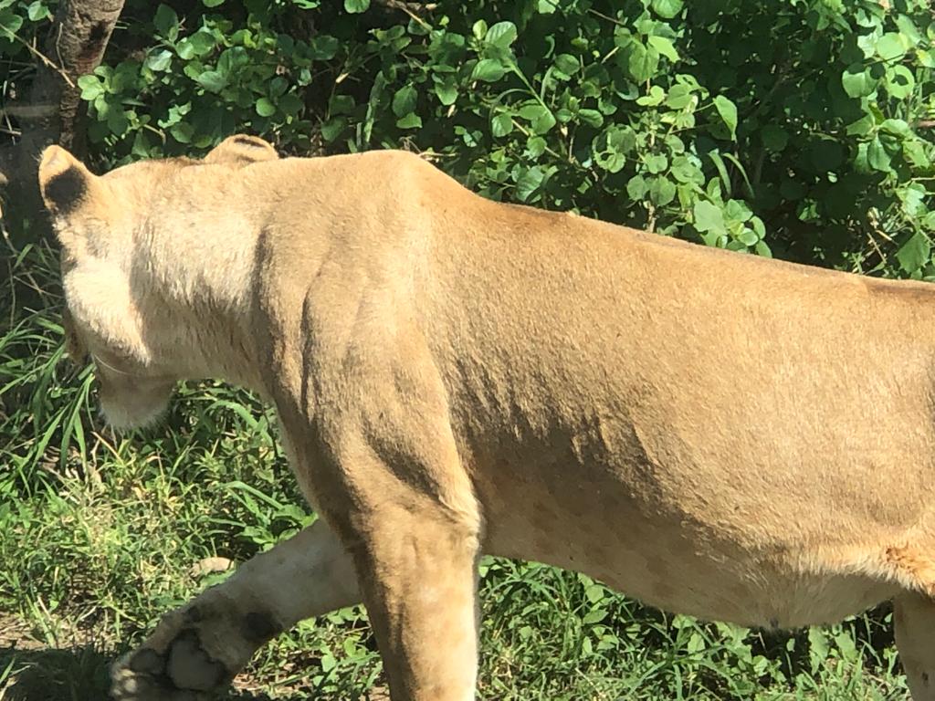 A lioness tracking in the grasslands of the Manyara